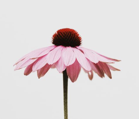 Thanks to Kiki Siepel for making this photo available freely on @unsplash 🎁 Flower Side View, Echinacea Benefits, Echinacea Tea, Watercolor Flowers Tutorial, Skin Gel, Flower Close Up, Easy Watercolor, Pink Daisy, Flower Illustration