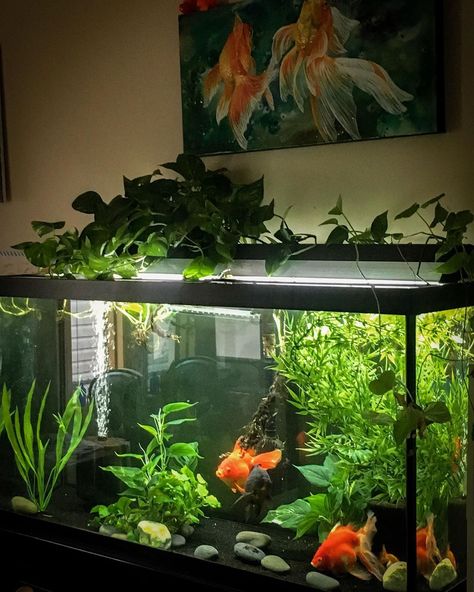 Pretty Goldfish Tank, Natural Goldfish Aquarium, 10g Fish Tank Ideas, Cute Goldfish Tank, 10 Gallon Goldfish Tank, Dark Academia Fish Tank, Small Goldfish Tank, Goldfish Planted Tank, Fancy Goldfish Tank Setup