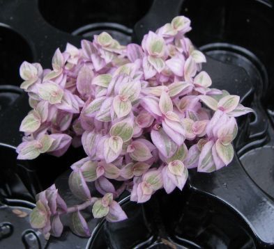 callisia repens "pink panther" Tradescantia Pink Panther, Pink Panther Plant, Turtle Vine, Aesthetic Patio, Privacy Wall, Plant Goals, Plant Indoor, House Plant Pots, Cozy Patio