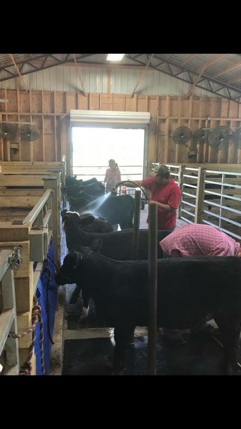 Show wash rack Wash Rack For Cattle, Show Cattle Barn, Cattle Showing, Cattle Facility, Livestock Barn, Show Cows, Cattle Barn, Show Cattle, Dream Future