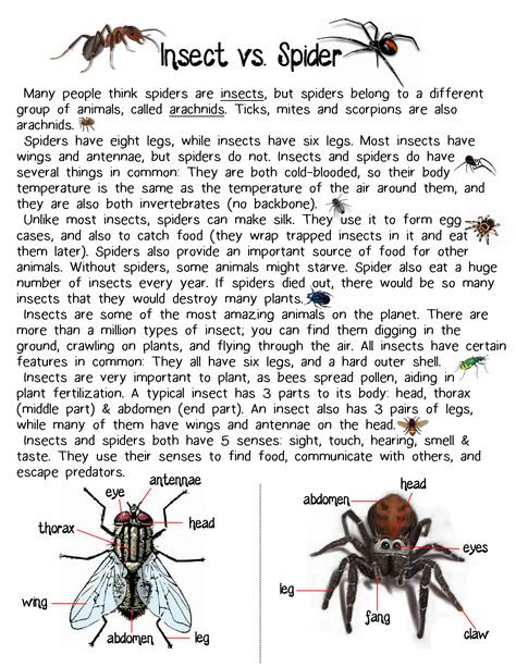 Spiders Anchor Chart, Insects Vs Arachnids, Spider Nature Study, Spider Anchor Chart, Horticulture Activities, Spider Facts For Kids, Spider Science, Spider Unit Study, Spider Lessons