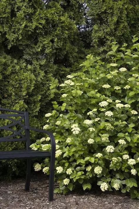 15 Best Plants for Privacy From Neighbors Bushy Plants, Burm Landscaping For Privacy, Privacy Shrubs Around Pool, Zone 4 Privacy Plants, Best Privacy Plants, New England Privacy Landscaping, Quick Growing Privacy Plants, Privacy Mound Landscaping, Privacy Screen Plants