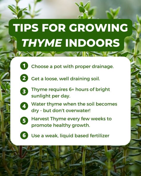 Fresh herbs are an excellent addition to any meal and an absolute delight for any home chef. One very versatile herb any aspiring gardener can grow is thyme. 🌿 Thyme is an excellent herb to grow indoors as it is both easy to grow and used in various dishes. Take a peek at our tips for growing thyme indoors! Herbs You Can Grow Indoors, Grow Thyme, How To Grow Thyme Indoors, Grow Herbs Indoors Winter, Forever Garlic Thyme, Growing Herbs Inside During Winter, Growing Thyme, Growing Herbs Indoors, Herbs Indoors