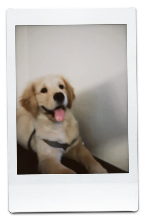 Dog Polaroid, Polaroids Aesthetic, Pet Dog Pictures, Dog Design Art, Creepy Faces, Dog Cover, Dog Heaven, Kitty Drawing, Very Cute Dogs