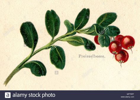 Lingonberry Tattoo, Tattoo Concepts, Xmas Cards, Photo Image, Mood Board, Vector Illustration, High Resolution, Stock Images, Stock Photos