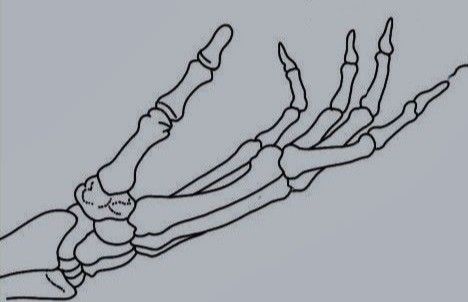 Skeleton Hand Side View, Skeleton Hand Reaching Out, Skeletal Hand Drawing, Skeleton Hand Drawing Reference, Hand Bones Drawing, Bone Hand Drawing, Hand Skeleton Drawing, Skeleton Hand Drawing, Lip Tutorial Drawing