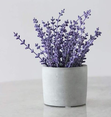 best plants for bedroom oxygen Growing Lavender Indoors, Indoor Lavender Plant, Lavender Companion Plants, Lavender Plant Care, Spanish Lavender, Small Purple Flowers, Dark Purple Flowers, Growing Lavender, Inside Plants