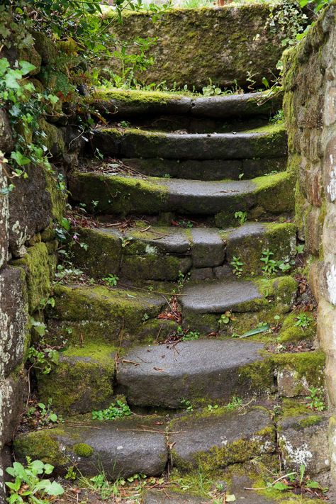 Stairs In The Forest, Stone Steps, Stone Stairs, Gothic Garden, Garden Steps, Urban Nature, Formal Gardens, Garden Pathway, Stairway To Heaven