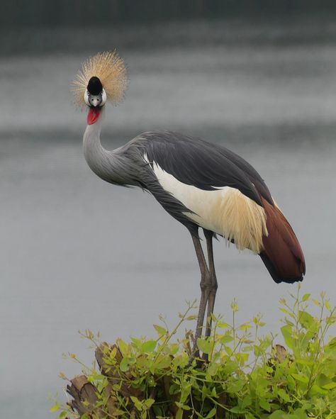 Crested Crane Uganda, Queen Elizabeth National Park Uganda, Crested Crane, Jubilee Party, Queen Elizabeth Park, Its Beautiful, Beautiful Colours, Queen Elizabeth, Uganda