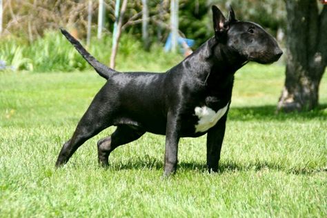 black bullies are so special. Black Bull Terrier, Cut Puppy, British Bull Terrier, Mini Bull Terriers, Miniature Bull Terrier, English Bull Terrier, Bull Terrier Puppy, English Bull Terriers, Best Dog Breeds