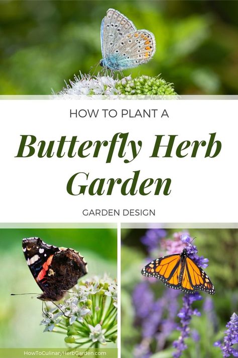 collage of herbs that butterflies love - chives, mint and lavender flowers Raised Herb Garden, Lake Landscaping, Butterfly Garden Plants, Attracting Butterflies, Companion Gardening, Butterfly Garden Design, Bee Friendly Garden, Sacred Garden, Habitat Garden