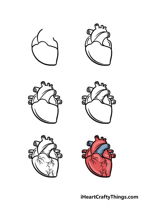 Cartoon Heart Drawing - How To Draw A Cartoon Heart Step By Step Easy Doodles Drawings Step By Step, Easy Heart Drawings, Anatomical Heart Drawing, Human Heart Drawing, Cute Heart Drawings, Lukisan Comel, مشروعات العلوم, Desain Buklet, Start Drawing