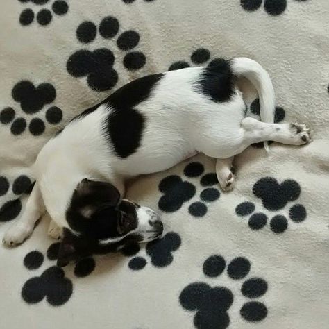 Paws for thought: Reg, a Jack Russell puppy doesn't want to be spotted Jack Russell Terrier Colors, Spot The Dog, Jack Russell Puppy, Printed Pictures, Jack Russell Puppies, Russel Terrier, Spotted Dog, Jack Russel, In Disguise