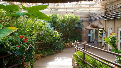 Westminster Colorado, Atrium Garden, Dancing In The Sky, Butterfly Farm, Pavilion Ideas, Greenhouse Home, Winter Party Ideas, Opryland Hotel, Butterfly Pavilion