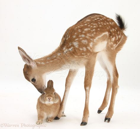 . Fawns Deer, Bambi And Thumper, Deer Fawn, Fallow Deer, Animals Friendship, Pretty Animals, Oh Deer, Baby Deer, Sweet Animals