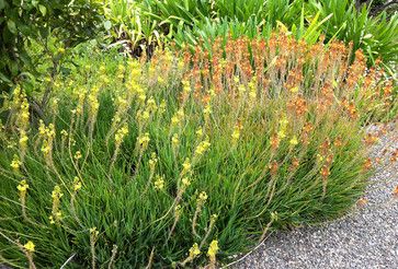 Bulbine Bulbine Frutescens, New England Garden, Landscape Nursery, Drought Tolerant Landscape, Professional Landscaping, Evergreen Plants, Landscape Plans, Traditional Landscape, Drought Tolerant Plants