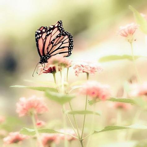 . Theme Nature, Spring Photography, Spring Aesthetic, Hello Spring, Butterfly Garden, A Butterfly, Beautiful Butterflies, Nature Beauty, Dusty Rose