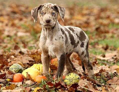 Leopard Dog Catahoula, Catahoula Bulldog, Catahoula Leopard Dog Puppy, Catahoula Dog, Catahoula Leopard Hound, Catahoula Puppies, American Leopard Hound, Louisiana Catahoula Leopard Dog, Hound Dog Breeds