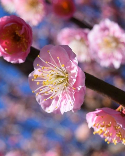 Prunus mume is an Asian native tree with deep cultural roots and a fascinating history. Commonly referred to as the “Chinese Plum” or “Japanese Apricot” Japanese Apricot, Prunus Mume, Winter Gardening, Apricot Tree, Specimen Trees, Forest Nursery, Asian Painting, Bonsai Trees, Organic Matter