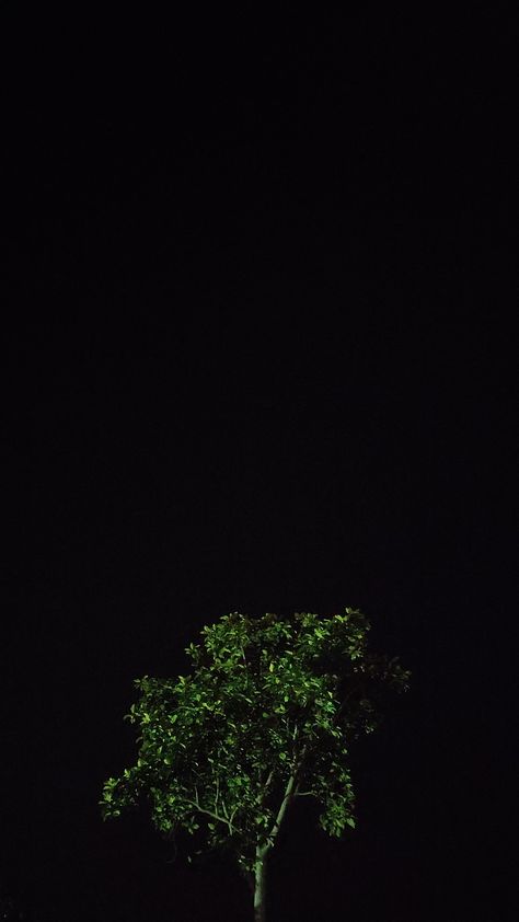 Night Tree Snap, Tree Snap, Gods Love, Plants, Quick Saves