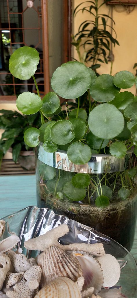 Pennywort and sea shells Pennywort Plant, My Favourite, Sea Shells, Shells, Plants