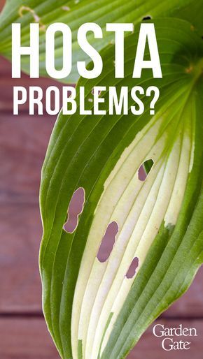 How To Care For Hostas, Hosts Landscaping, Hosta Care Tips, Hydrangea And Hostas Landscaping, Hosts Care, Hostas Care, Hostas Landscaping, Hosta Care, Plant Tips