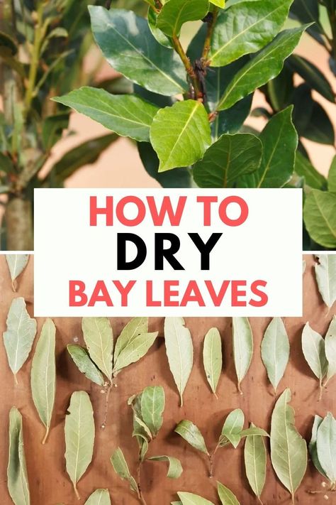 Discover the secret to preserving your bay leaves with our easy-to-follow guide on how to dry bay leaves at home! Learn the best methods and tips for perfectly dried bay leaves every time! How To Dry Bay Leaves, How To Use Bay Leaves In Spells, Bay Leaves Magical Properties, Bay Leaf Burning, Burning Bay Leaves, Dried Bay Leaves, Bay Leaves, Chilli Pepper, Curry Paste