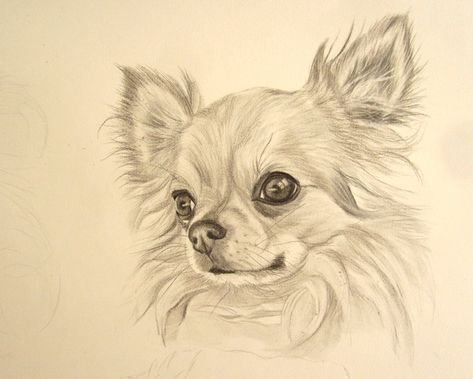 Chihuahua Pencil Drawings, Chihuahua Sketch, Drawing Chihuahua, Pet Portrait Tattoos, Chihuahua Drawing, Merle Chihuahua, Chihuahua Tattoo, Dog Poems, Portrait Tattoos