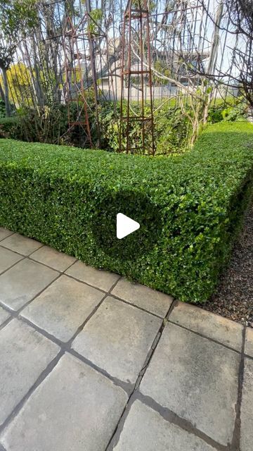 Valerio Landscaping on Instagram: "Japanese boxwood freshly trimmed" Japanese Boxwood, Boxwood Landscaping, April 15, Landscaping, Trim, On Instagram, Instagram