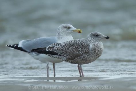 European Herring Gull (Larus argentatus) videos, photos and sound recordings | the Internet Bird Collection | HBW Alive Armored Gull, Ring Billed Gull, Seagulls In Flight, Herring Gull, Gouldian Finch Mutation, Sea Gull, Life List, Sea Birds, Bird Species