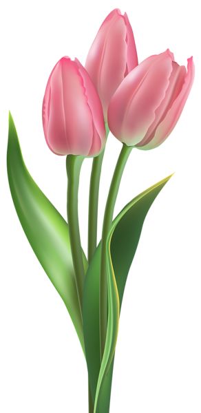 Tulip Painting, Tulips Art, Inspiration Tattoos, Spring Clipart, Peonies Wreath, The Secret Garden, Pink Tulips, Tulips Flowers, Arte Floral