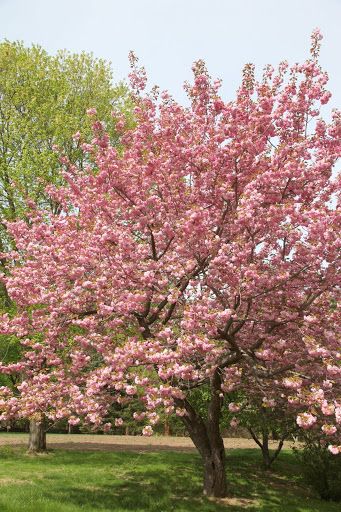 A spectacular Kwanzan cherry tree Japanese Flowering Cherry Tree, Bird Cherry Tree, Wild Cherry Tree, Kwanzan Cherry Tree, Japan Pink Trees, Blooming Plants, Cherry Tree, Garden Trees, Yard Art