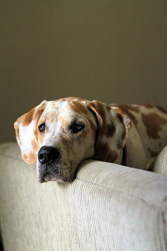 Animal Poses, Precious Animals, Canine Companions, Baby Dogs, Adorable Animals, Great Dane, Dog Portraits, Beautiful Dogs, Big Dogs