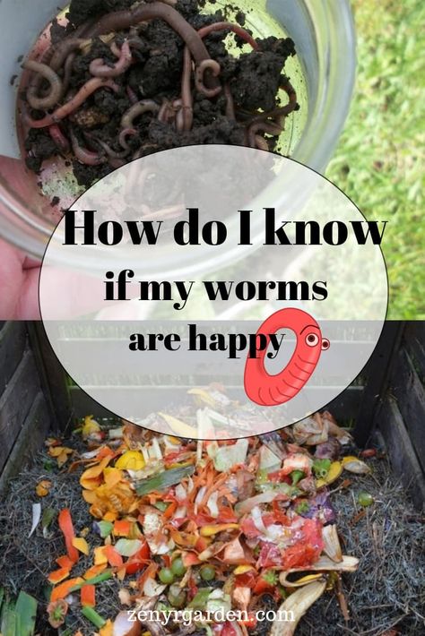 How can I tell my worms are happy in the bin? What are some ways to stop them from escaping? #worms #composting #redwigglers Vermiculture Worm Farm, Vermicomposting Worm Farm, Worm Farm Diy, Worm Beds, Worm Composting Bin, Garden Prepping, Worm Bin, Red Worms, Composting At Home