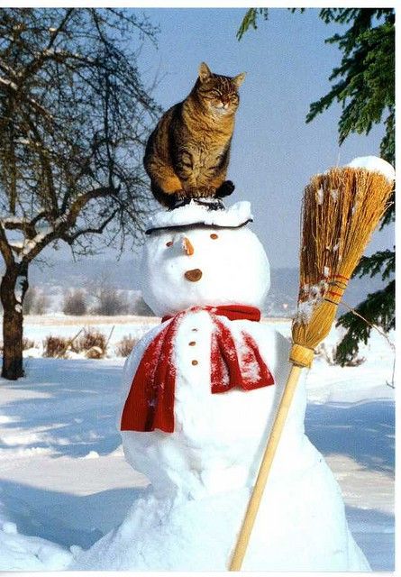 Uh Oh A Broom, 카드 디자인, Frosty The Snowmen, Cats Meow, Crazy Cat Lady, 귀여운 동물, Baby Cats, Christmas Cats, Crazy Cats