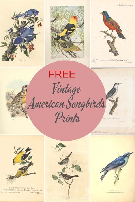 Free Printable Birds Prints, Cottagecore Prints For Wall, Bird Printables Free, Vintage Bird Cage Decor, Vintage Bird Tattoo, Bird Printables, Vintage Bird Prints, Vintage Bird Illustration, Wal Art