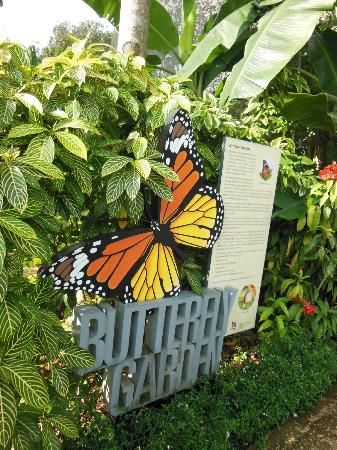 Singapore Nature, Butterfly Exhibit, Butterfly Farm, Butterfly Park, Info Board, Indoor Trees, Thrill Ride, Parking Design, Private Party