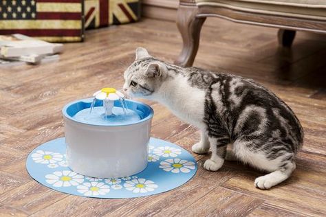 Why Won't My Cat Drink Out Of Her Bowl? – Meowingtons Cat Drinking Water, Dog Water Fountain, Cat Water Bowl, Cat Fountain, Cat Water Fountain, Pet Water Fountain, Drinking Fountain, Cat Drinking, Kittens And Puppies