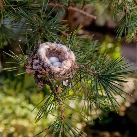 Hummingbird Nests, Hummingbird Nest, Mother Feeding, Hummingbird Pictures, Small Insects, Bird Eggs, How To Attract Hummingbirds, Backyard Birds, Little Birds