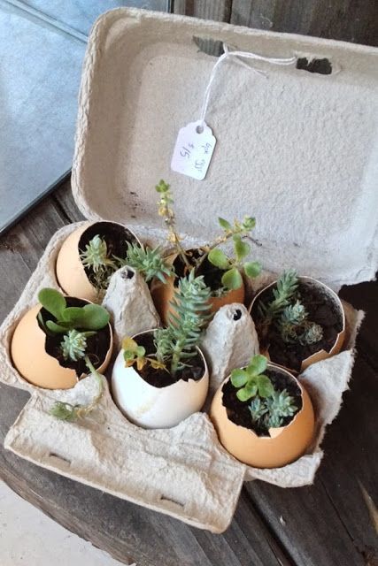 Succulents In Shells, Multiplier Des Plantes Grasses, Succulent Garden Design, Succulent Garden Diy, Propagating Succulents, Cracked Egg, Plant Projects, Bottle Garden, Succulent Gardening