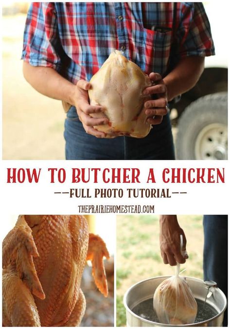 Chickens backyard, Chicken, Homestead chickens Chicken Butchering, Butcher A Chicken, Full Chicken, The Prairie Homestead, Prairie Homestead, Homesteading Skills, Mini Farm, Backyard Chickens, Down On The Farm