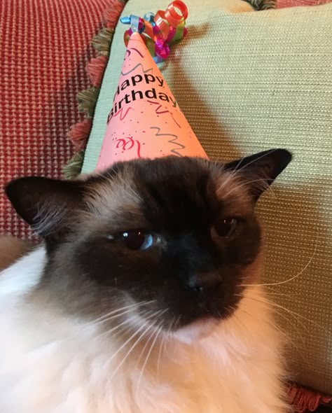 Seal Mitted Ragdoll Cat, Caymus, Turns 12 Years Old! http://www.floppycats.com/happy-12th-birthday-caymus.html Party Cat, Cat With Birthday Hat, Cat Bday, Birthday 12, Birthday Cat, Birthday Photo, Cat Birthday Funny, Happy 12th Birthday, Birthday Cake For Cat