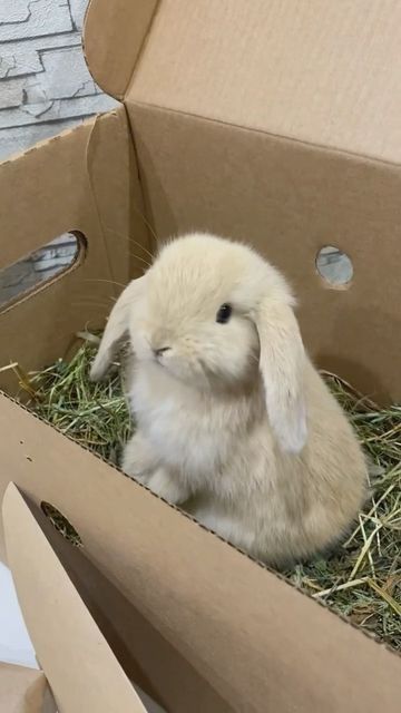 Cute Bunny Breeds, Bunnies As Pets, Bunny Pet Aesthetic, Pet Bunny Aesthetic, White Bunny Aesthetic, Cute Small Bunny, Cute Bunny Aesthetic, Bunnies Aesthetic, Cute Bunny Pics