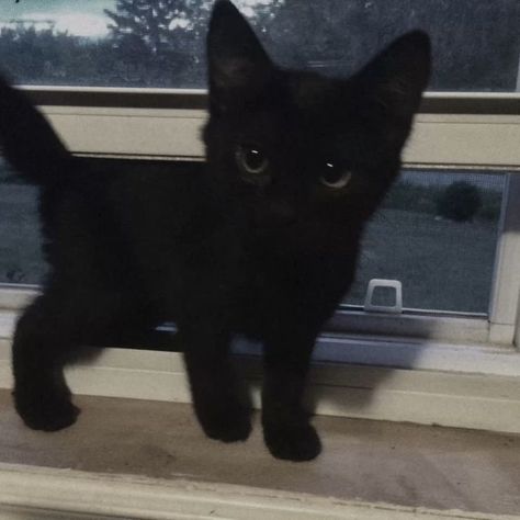 Black Kitty Aesthetic, Black Kitten Aesthetic, Aesthetic Black Cat, Cute Black Kitten, Black Cat Aesthetic, Black Kitty, Silly Cats Pictures, Cute Cats Photos, Black Kitten