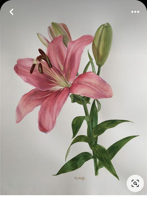 Lilies Watercolor Painting, Lily Watercolor Painting, Lilly Painting, Lily Flower Painting, Lilies Watercolor, Rose Watercolour, Watercolor Lily, Lily Watercolor, Lilies Drawing