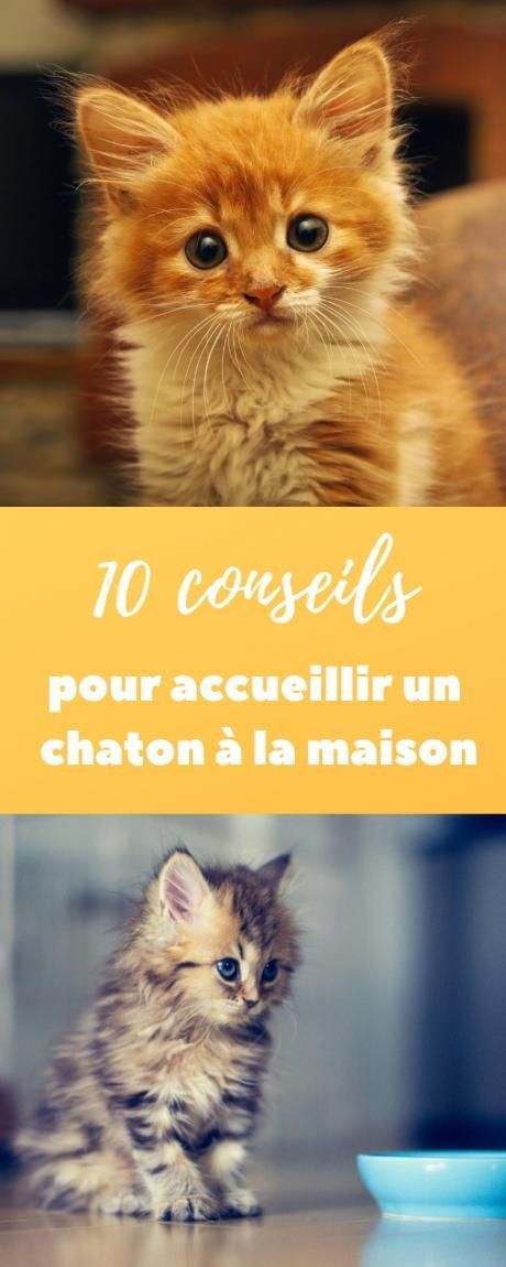 Appréciez Ces Adorables Chats En Images Capturés Dans Leurs Moments Les Plus Drôles. Ces Instantanés Révèlent La Douceur De Ces Félins En Relaxation.#Chats #TropChoux #Félins #ChatEnAction #AmourDesChats #VieDeChat Age Chat, Image Chat, Dog Owner, Dog Breeds, Relaxation, Adoption, Jade