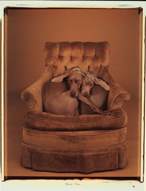 William Wegman The fine art of snuggling. William Wegman, Must Love Dogs, Appaloosa, Weimaraner, Cute Critters, Quarter Horse, Animal Pics, Animal Friends, Animal Love