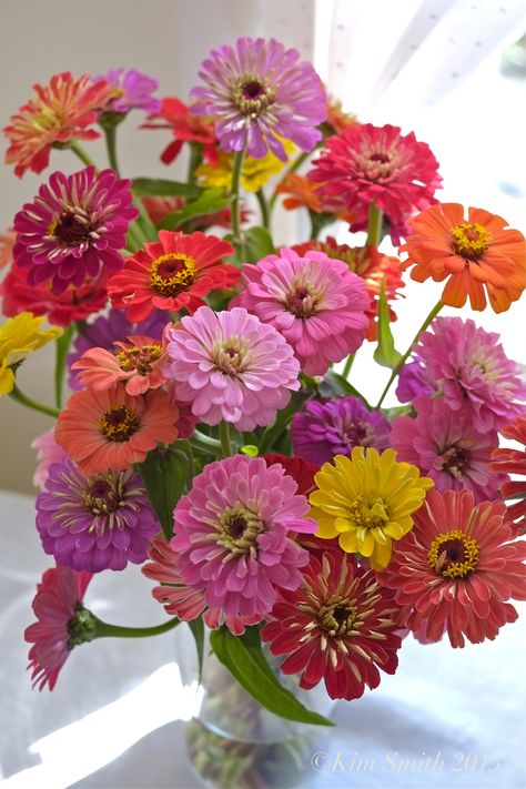 Full Sun Flowers, Zinnia Garden, Zinnia Elegans, Zinnia Flowers, Flower Guide, Cut Flower Garden, 수채화 그림, Seasonal Flowers, Favorite Flowers