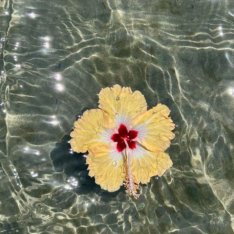 Vibes Azul, Flower In Water, Nothing But Flowers, Flower Therapy, Tropical Flower, Tumblr Photography, Blue Life, Water Flowers, Hibiscus Flowers