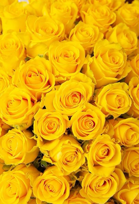 Red And Yellow Roses, Rose Flower Photos, Red Roses Wallpaper, Mustard Flowers, Rose Flower Pictures, Yellow Submarine, Yellow Wallpaper, Luxury Flowers, Yellow Aesthetic